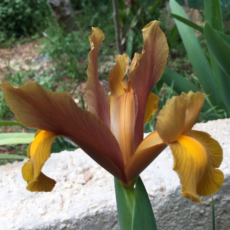 plant image 1278746