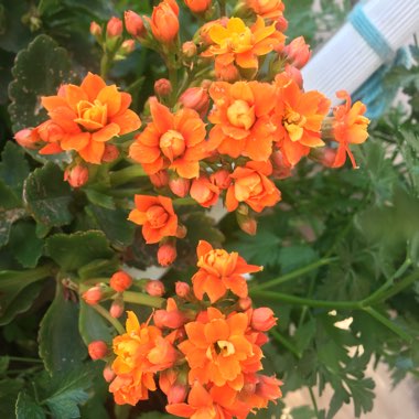Kalanchoe