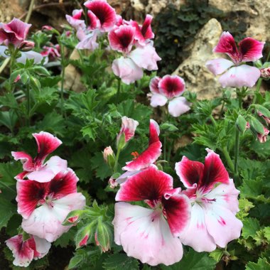 Pelargonium