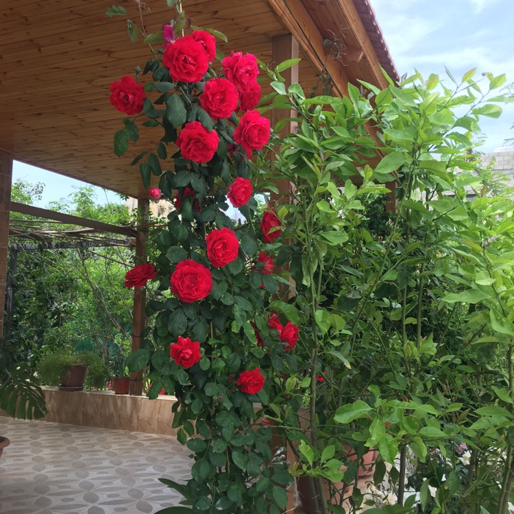 plant image 1286844
