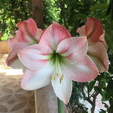 Hippeastrum