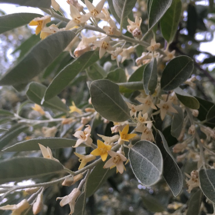 plant image 1296543