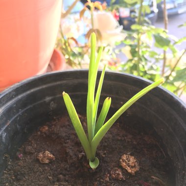 Polianthes tuberosa