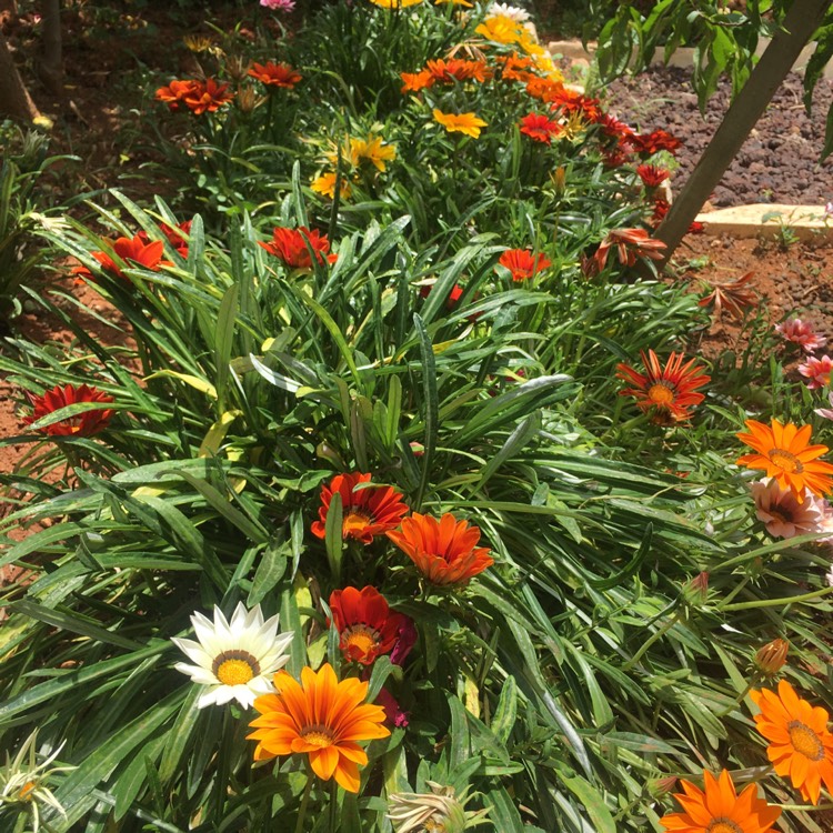 plant image 1299713 plant image 1299713