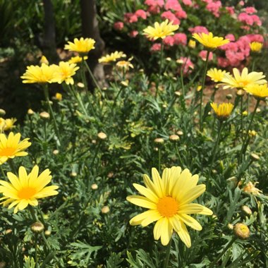 Argyranthemum
