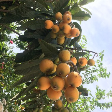 Eriobotrya japonica