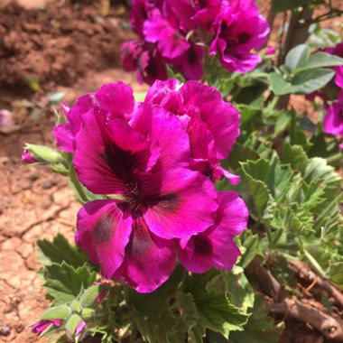 Pelargonium