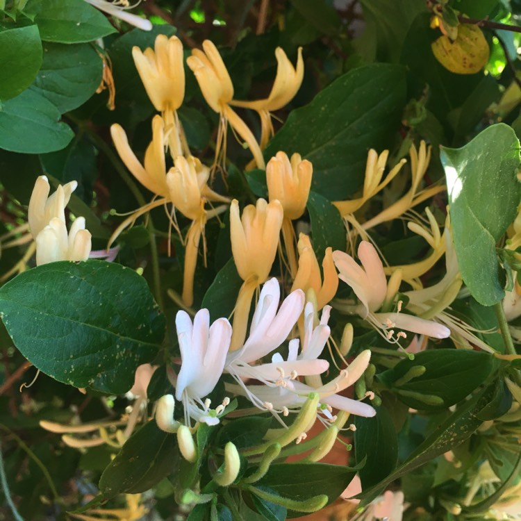 Plant image Lonicera japonica 'Hall's Prolific'
