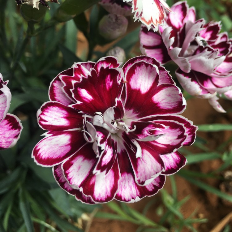 plant image 1307784