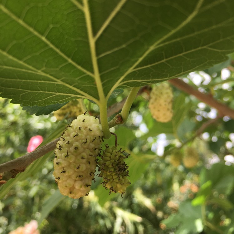 Plant image Morus Alba