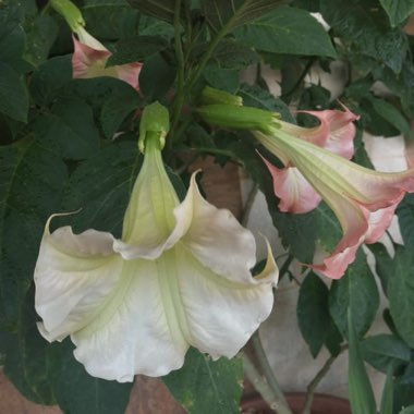 Brugmansia