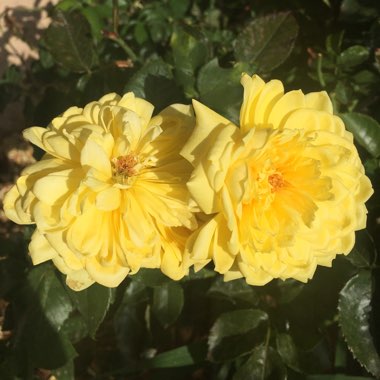 Rosa
