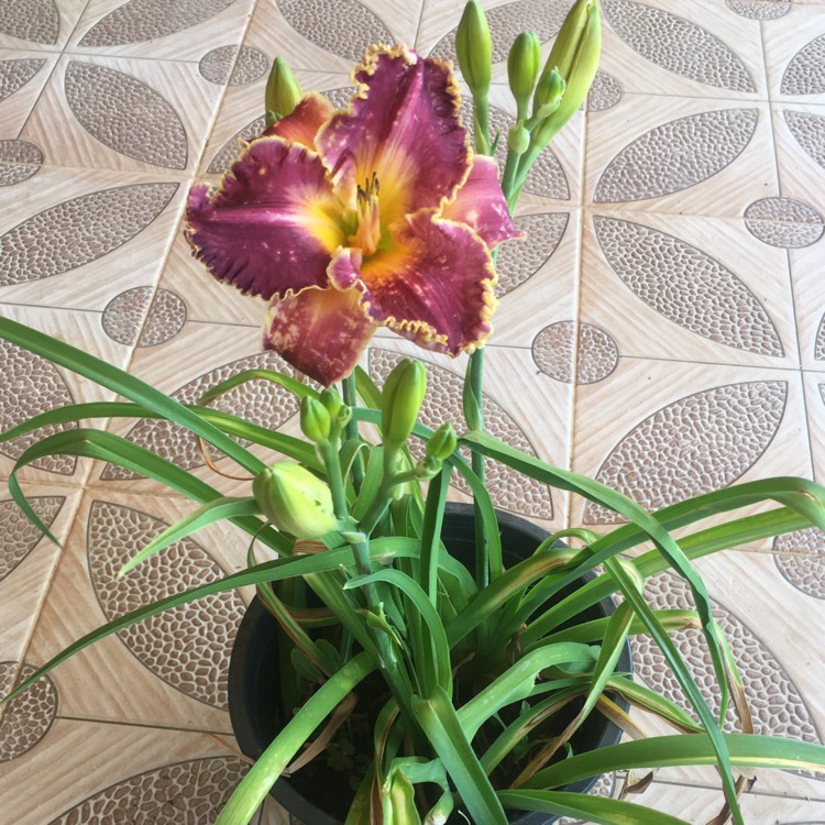 plant image 1328352 plant image 1328352