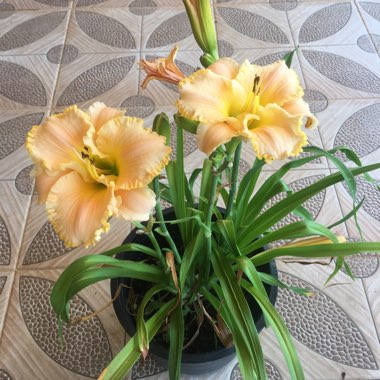Hemerocallis