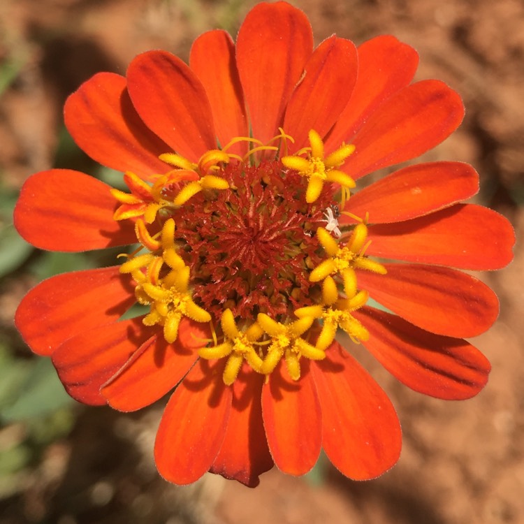 plant image 1329599