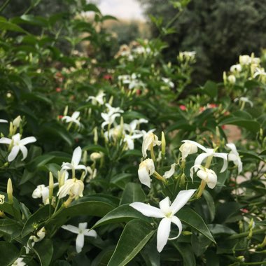 Jasminum