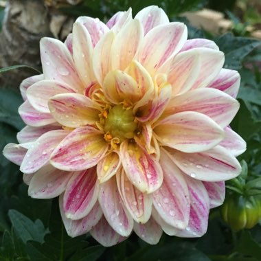Dahlia (Border Varieties)
