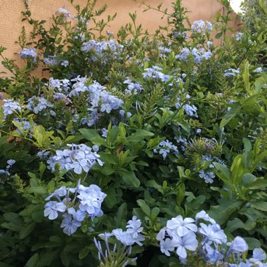 Plumbago auriculata  syn. Plumbago capensis
