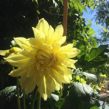 Dahlia 'Kelvin Floodlight'