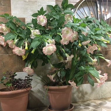 Brugmansia