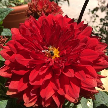 Dahlia (Border Varieties)