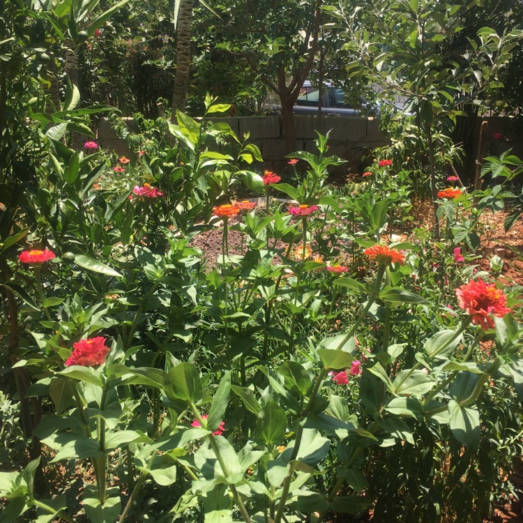 plant image 1351232