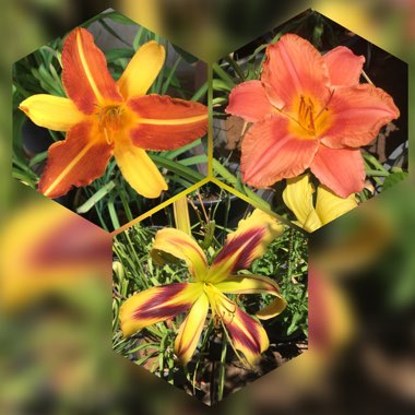 Hemerocallis