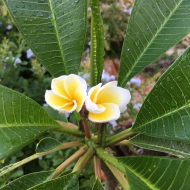 Plumeria