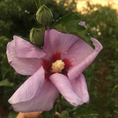 Hibiscus syriacus