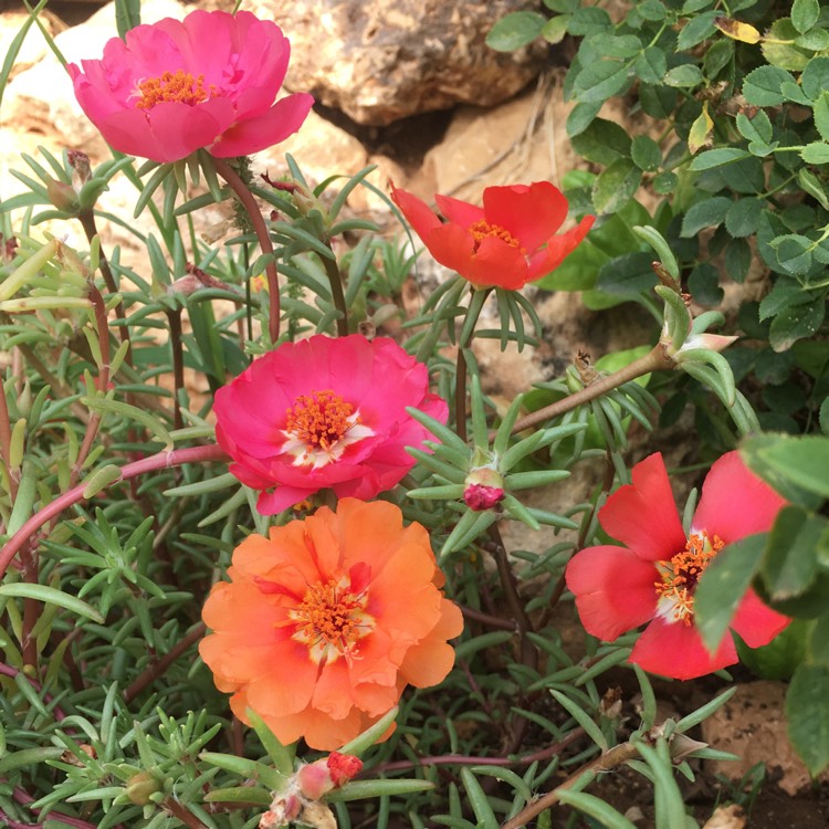 plant image 1365860