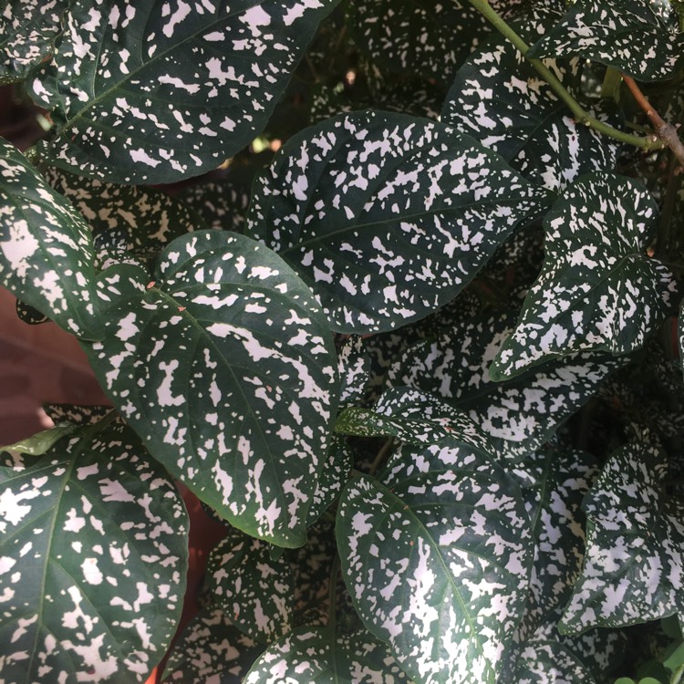 plant image 1366565