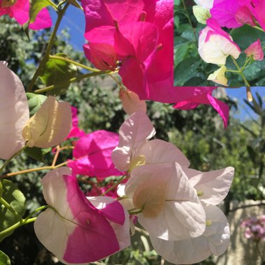 Bougainvillea