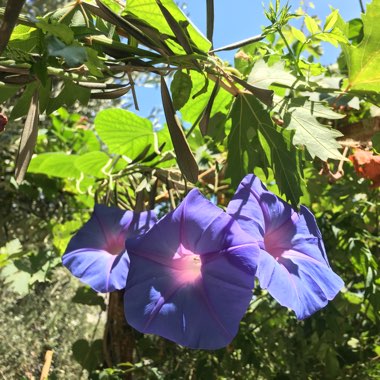 Ipomoea