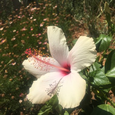 Hibiscus