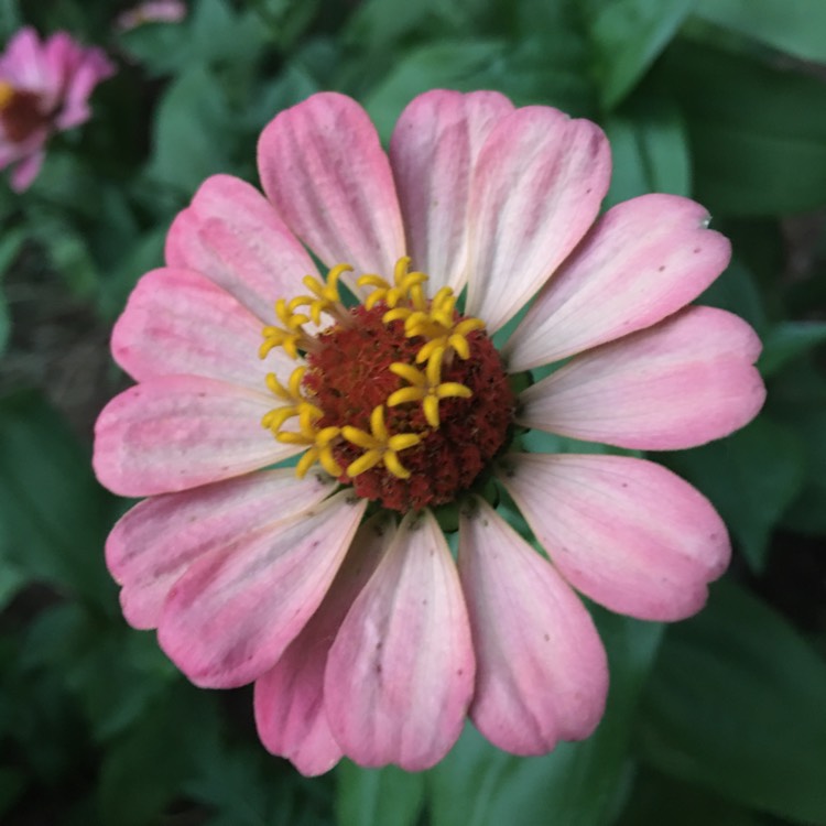 plant image 1384884