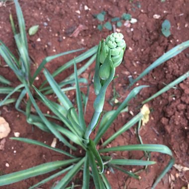 Polianthes tuberosa