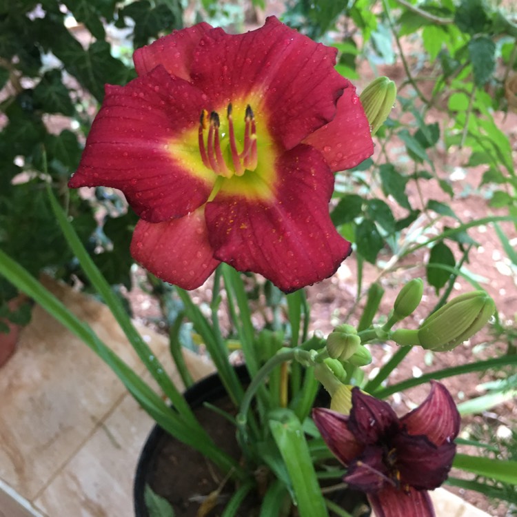 plant image 1385728 plant image 1385728