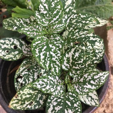 Hypoestes phyllostachya