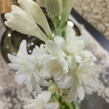 Polianthes tuberosa