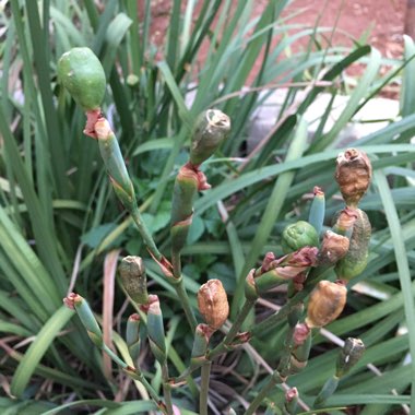 Dietes bicolor