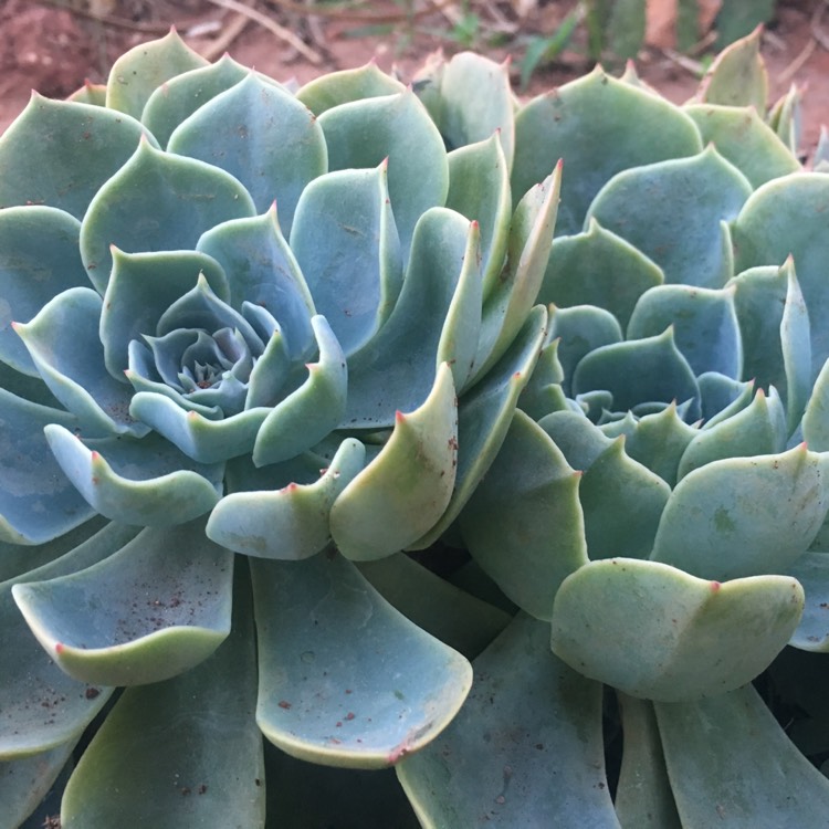 plant image 263923