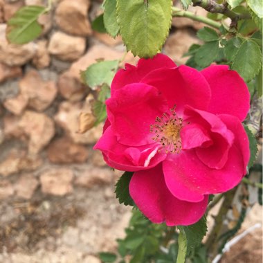 Rosa
