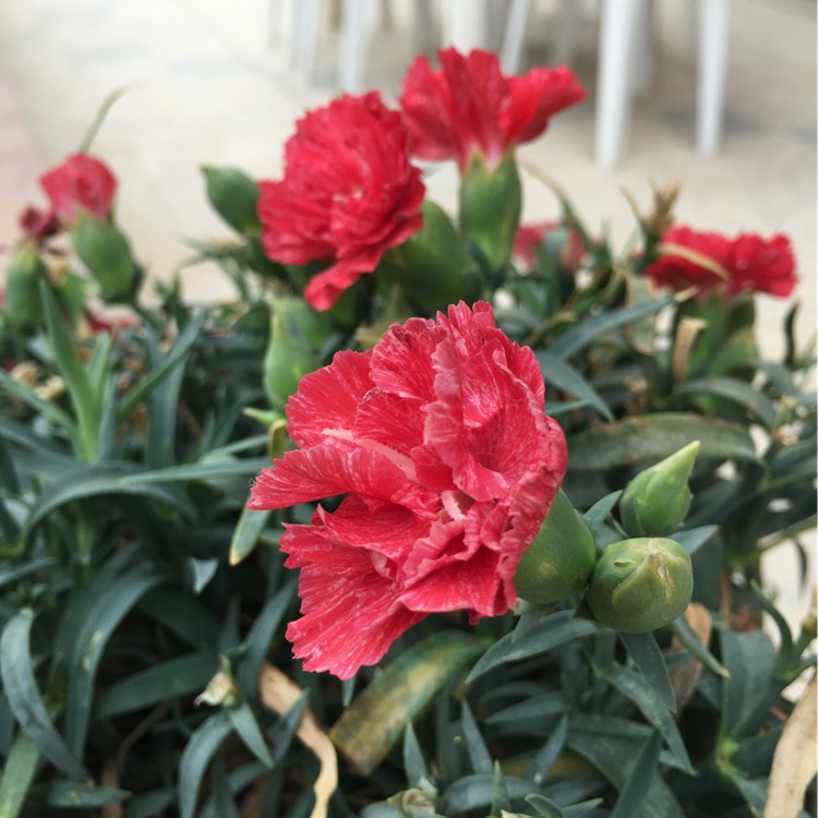 plant image 269258