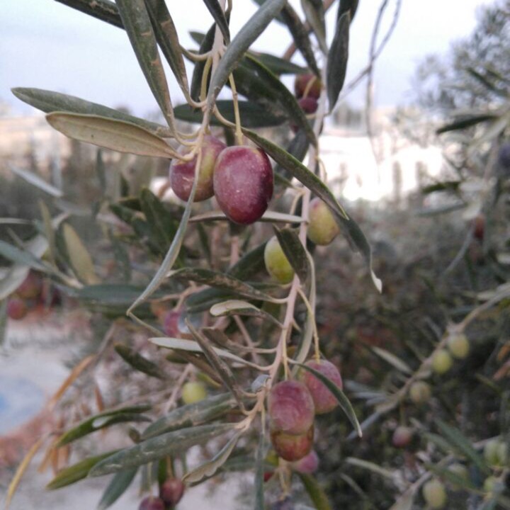 plant image 270564