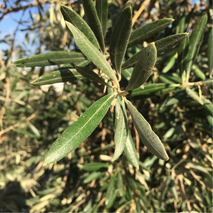 plant image 279177