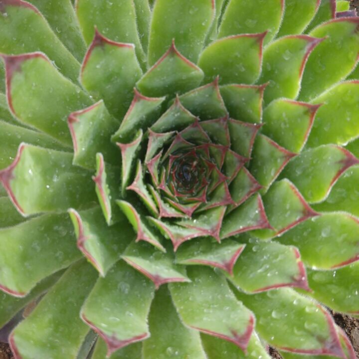 plant image 281960