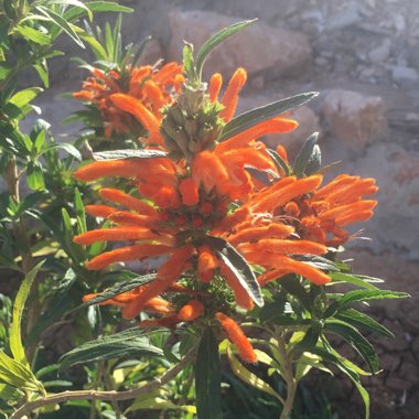 Leonotis leonurus