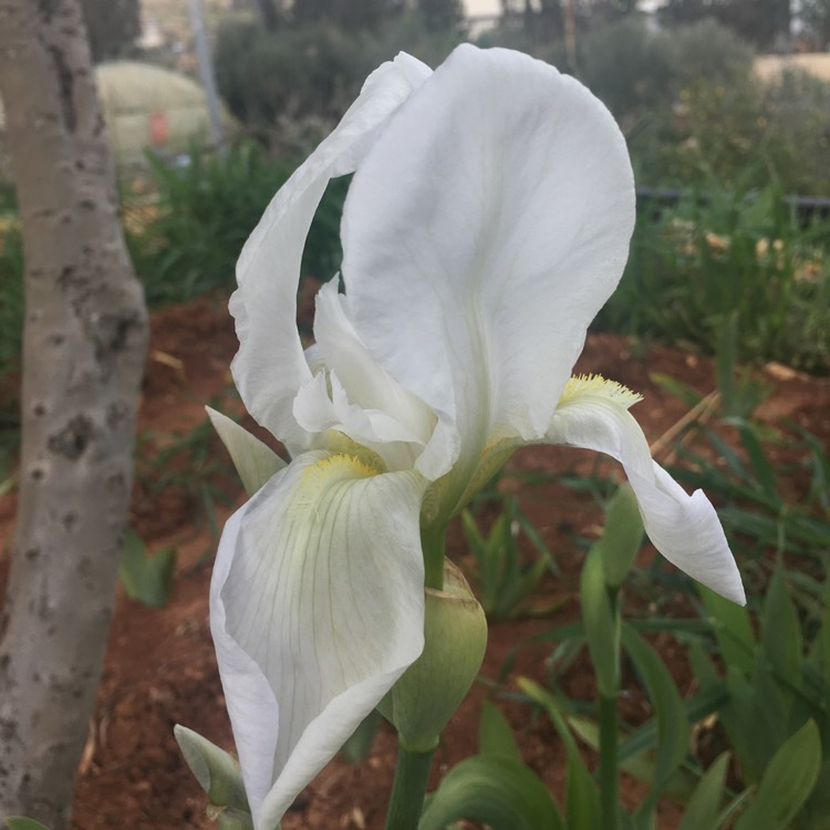 plant image 333899