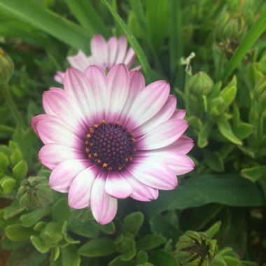 Osteospermum 'White Pink Blush'