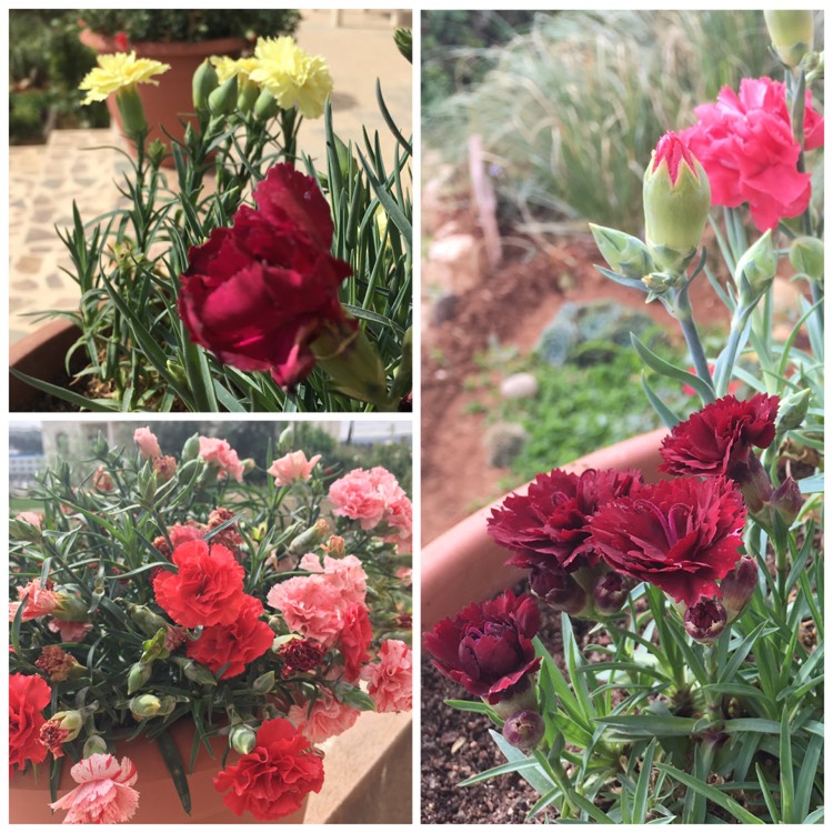 plant image 362837